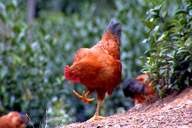 乐高无限怎么下载 乐高无限手游安卓版下载地址-三亿体育官网(图1) 三亿体育手机版