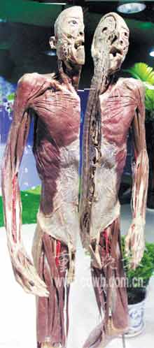 ‘三亿体育手机版’沈阳自动化所类生命机器人研究获进展(图2) 三亿体育